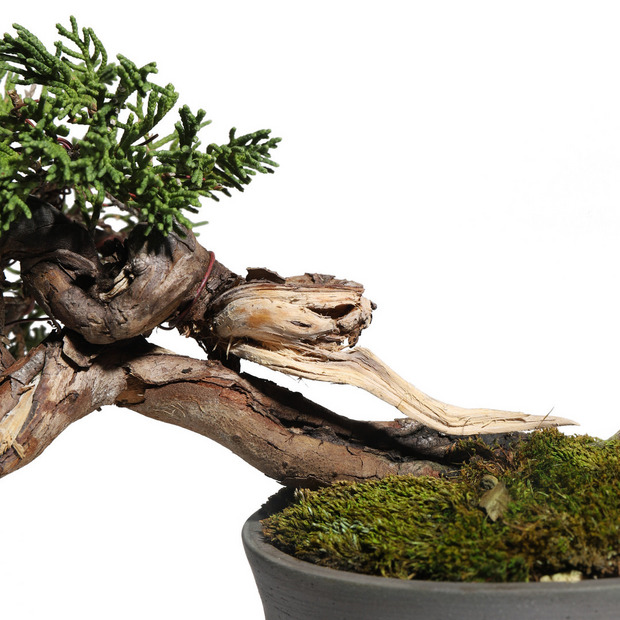 真柏　-Japanese Juniper-　（推定樹齢30年） 詳細画像